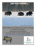 The Wild Boar